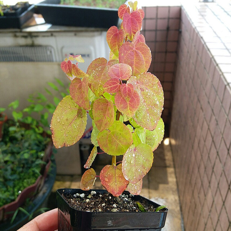 万园 日本连香树 观落叶盆景盆栽素材 中小品盆景 彩叶盆栽 红叶