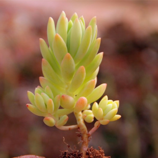 柳叶椒草 韩国进口多肉植物一物一拍 多头群生 造型老桩