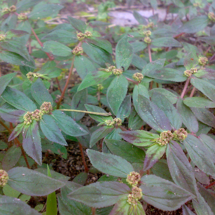 野生新鲜中草药材飞扬草乳籽草飞相草大飞扬大乳汁草乳汁草500克