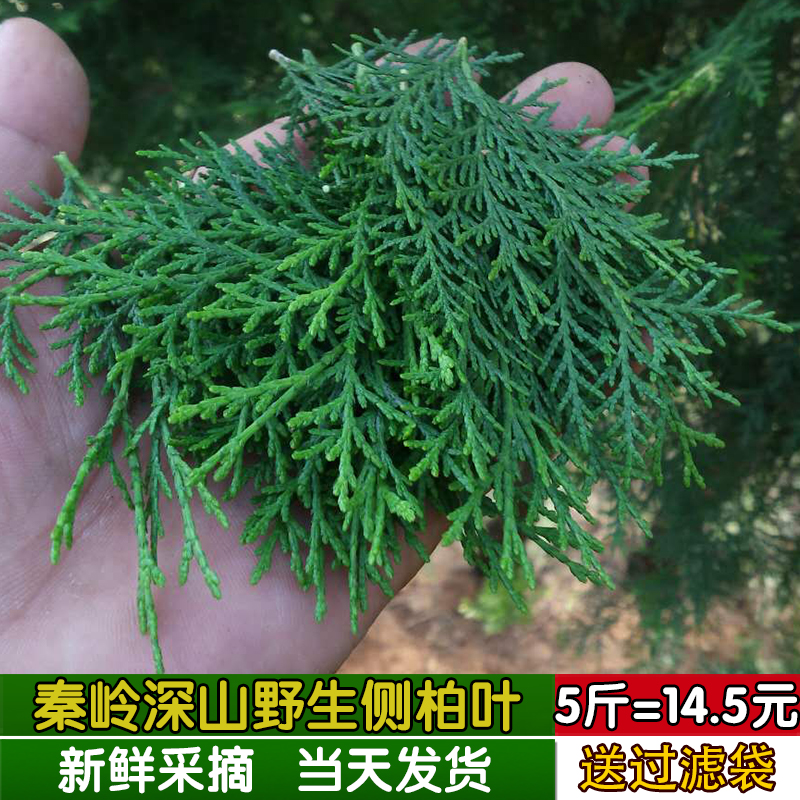 秦岭野生新鲜侧柏叶扁柏叶植物黑发生发乌发养发中药材5斤包邮