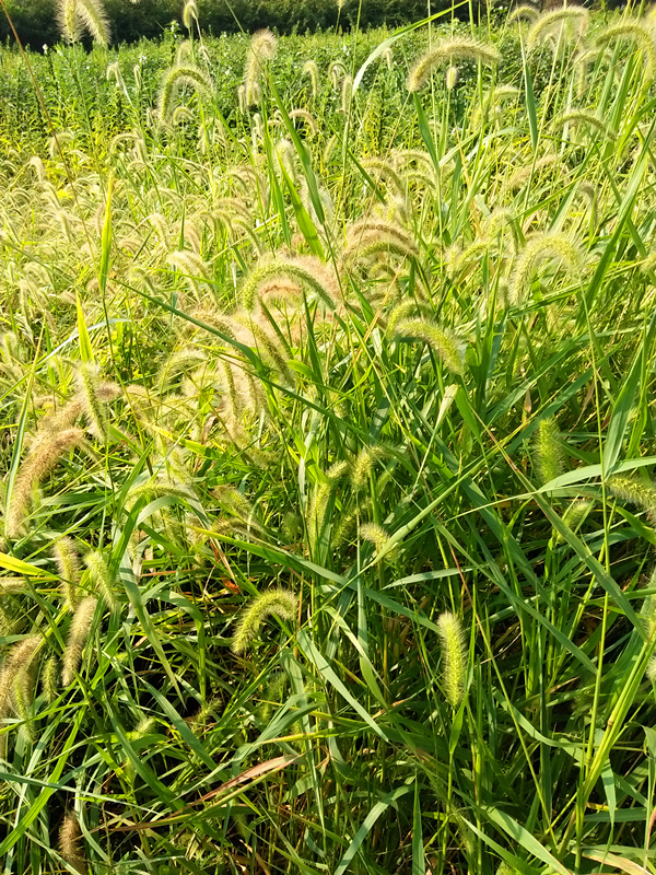 现发田间野生新鲜狗尾巴草明目狗尾草草药谷莠子绿狗尾草药材