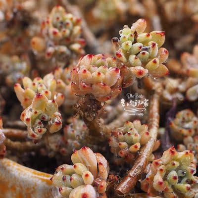 多肉玩家 进口多肉植物 黑莓 黑豆 多头群生小老桩 一物一拍 特价