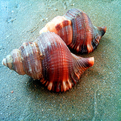 毛法螺4-6cm 天然大螺贝壳白珊瑚树枝海星婚庆布置鱼缸水族装饰