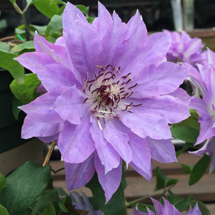 铁线莲/天盐/庭院爬藤植物扦插苗小苗现货带营养钵发货低价促销