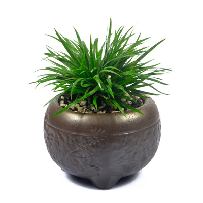 小盆景净化空气 香草类金钱菖蒲矮种苗 老虎须 防辐射散香气