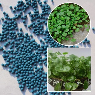 铜钱草种子 金钱草种子 水生铜钱草苗盆栽花卉植物金钱草水培植物