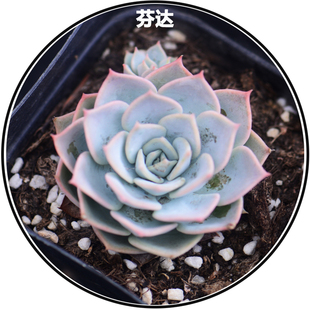 花魁【芬达露娜】多肉植物盆栽防辐射 带盆发货 售后一个月