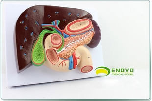 人体肝胆胰十二指肠胃结构模型消化科医学whipple模型 enovo颐诺