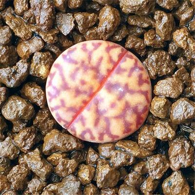 多肉植物花卉柘榴玉f12f石榴玉母本精品生石花番杏科石头花满包邮