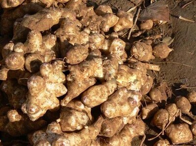 湖南新化特产坛子菜洋姜手工自制农家绿色食品美食下饭菜酸脆甜