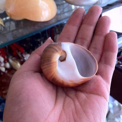 满35包邮1元秒杀蜗鸟蛤猫眼螺2~3cm/地台/装饰