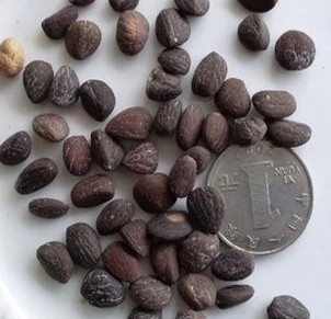 名贵珍稀种子,沉香木种子沉香海南沉香树苗沉香树沉香种子奇楠沉