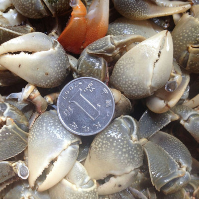 江阴特产 长江鲜野生螃蟹脚 螃蜞钳 螃蜞螯 中小号 生鲜蟹钳 包邮