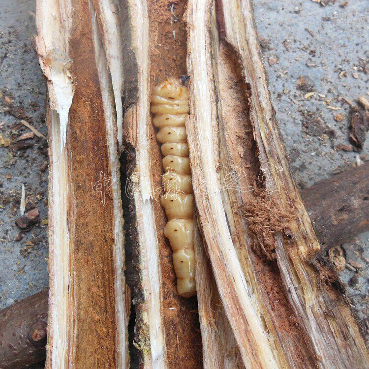 野生斗米虫正宗带刺活虫子深山黄牛刺虫云实驻虫单根树枝尿床哭夜