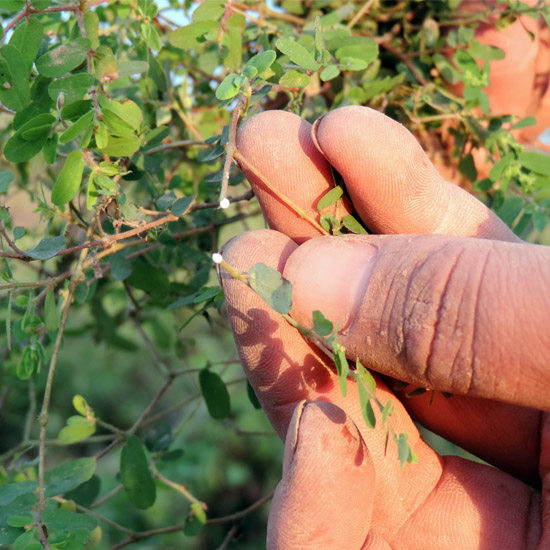 2016年地锦草 精选新货血见愁 卧蛋草 铺地草500g包邮 另售分心木