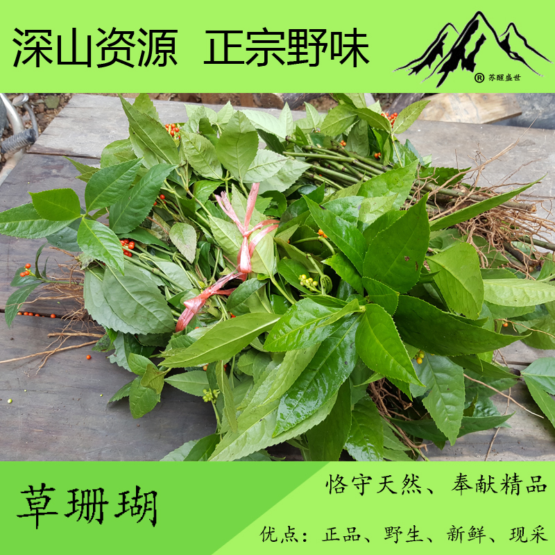 【滿50元包郵】草珊瑚,九節茶,山滿香,接骨木 新鮮全株500g