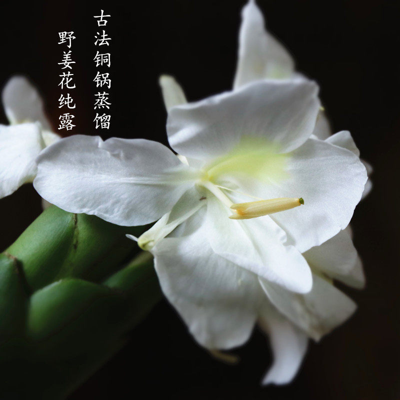 野姜花纯露 暖胃暖宫改善手脚冰凉亮白250ml