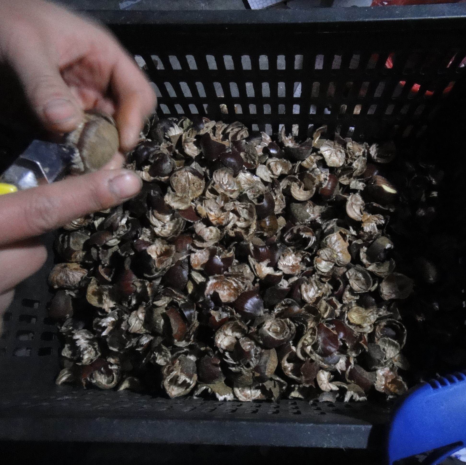 沂蒙山板栗外壳 栗子皮 栗壳 药引用 非刺蓬 手工