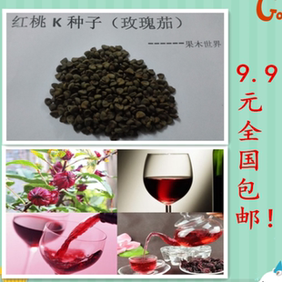 玫瑰茄 洛神花 红桃k 山茄种子 9.9元包邮 50粒种子 美容茶种子