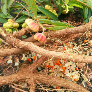 算盘子根柿子椒 馒头果 算盘珠 血木瓜 果合草 血泡木根新鲜现挖