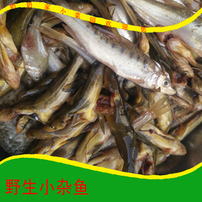 野生小雜魚 麥穗魚 餐條 裡下河地區新鮮小雜魚