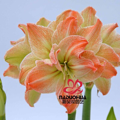 那朵花园艺 荷兰进口洋朱顶红种球 异域仙女 【预售11月到货】