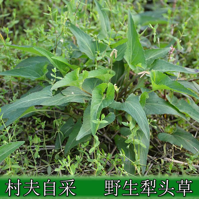 新鲜犁头草 玉如意 紫花地丁 叶堇菜野生中药材250g包邮
