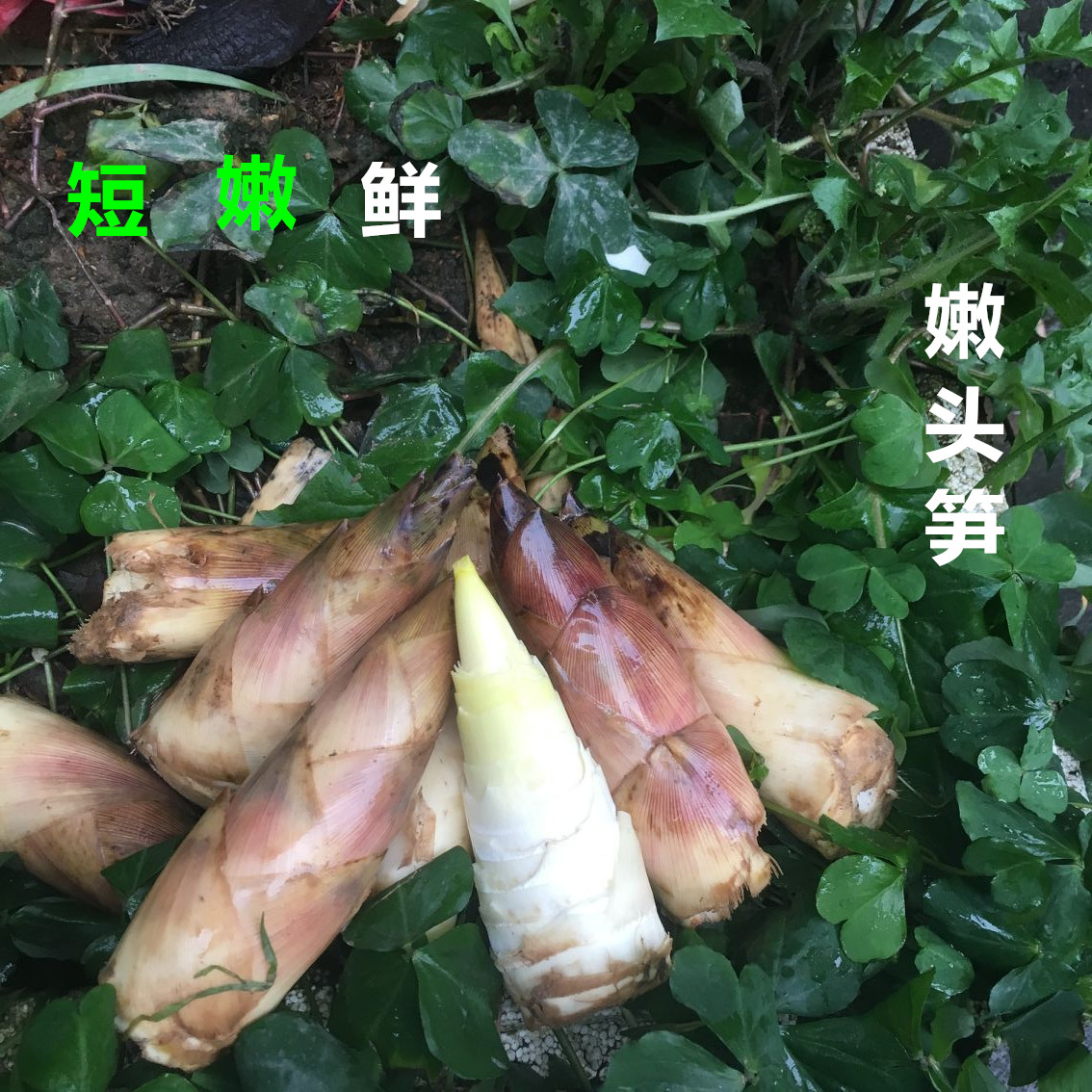 臨安新鮮蔬菜春筍冬筍天目雷筍鮮竹筍春雷筍5斤裝現挖筍尖舌尖2