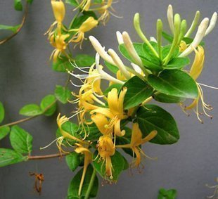 新款限量疯抢爬藤植物攀缘花卉黄色金银花树苗寓意财源滚滚苗促销