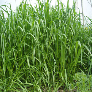 耐涝抗旱高产牧草种子--湖南稷子,8元一斤