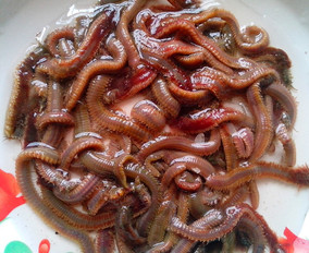 优质万能鱼饵-----管沙蚕(管蛆.管虫.袋虫.管食) 1 条 垂钓鱼饵