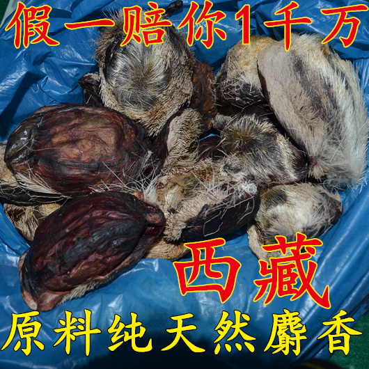 中藥材正品正宗西藏毛殼麝香粉現剝當門子釣魚1克包郵