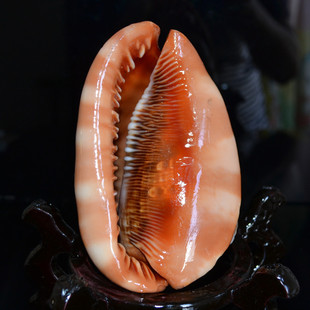 海南贝壳纯天然海螺深海山水螺风水螺 礼物批发 摆件饰品三亚游