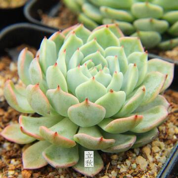 【立秋园艺】多肉植物十二星座多肉狮子座多肉 定规座 6-7cm包邮
