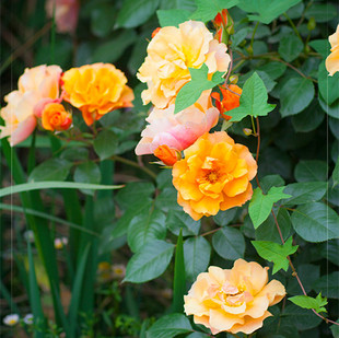 月季 龙舌兰酒 香味浓郁 法国月季 花期长 花多