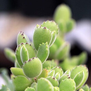 熊童子 超可爱肉肉植物 多肉绿植 家庭办公室观赏小盆栽带盆栽好