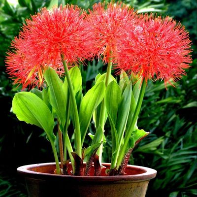 室内桌面盆栽花卉 彼岸花球根石蒜曼珠沙华 宿根花卉庭院耐寒植物