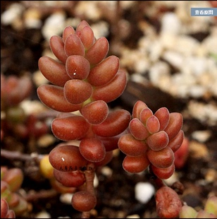 珊瑚珠多肉 根系好 景天多肉植物 辦公室植物綠植創意花卉盆栽