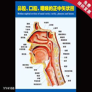 鼻腔口腔咽喉的正中矢狀圖海報 醫院耳鼻喉科室器官解剖牆貼掛圖