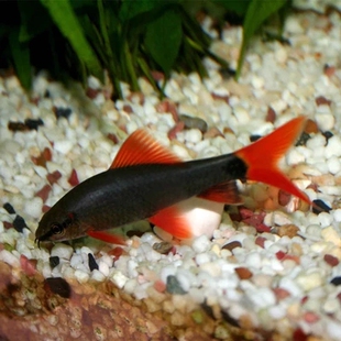 草缸必备红尾黑鲨彩虹鲨鱼 小型淡水热带宠物水族观赏鱼活体批发