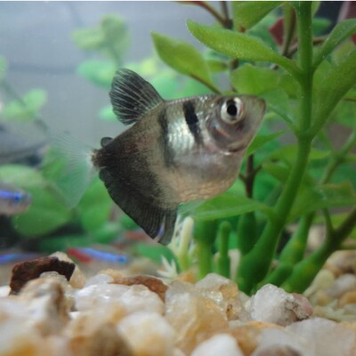 黑裙鱼 黑扯旗 热带鱼 观赏鱼 活体 草缸鱼 新手鱼 混养鱼 包活