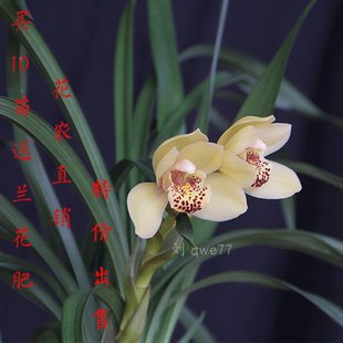 兰花白色提神阳台书房夏季窗台趣味皇帝荷带浓香花卉绿植