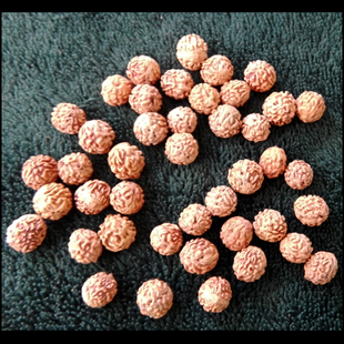 罕见一瓣独龙金刚菩提子散珠原籽6元/粒