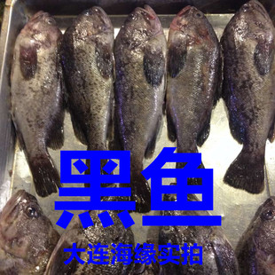 渤海新鮮 大黑魚 海黑魚 小石斑魚 黑石鱸 黑鮶魚 產婦催乳首選!