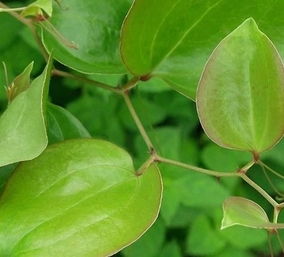 野生石菖蒲金錢菖蒲九節菖蒲苗 水菖蒲綠植水培植物盆栽10株包郵