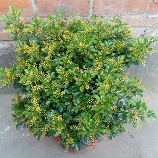 盆景 開花盆景植物 室內客廳綠植盆栽 米蘭花 驅蚊子 四季常青花卉苗