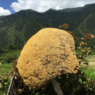 西藏野生雪灵芝 退烧止咳 降压 治流感 肺炎 藏区原产地发货