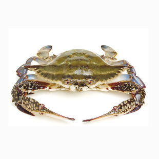 鲜活舟山梭子蟹白蟹飞蟹螃蟹野生蟹500g两只新鲜海鲜