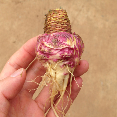 云南丽江特产/新鲜紫玛卡果/泡酒玛咖/非干果干片/500g/顺丰包邮