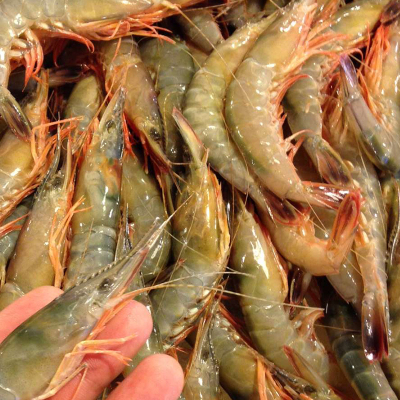 当天捕野生青壳活皮虾鲜活 仿对虾滑皮虾硬壳虾 东海海鲜新鲜大虾